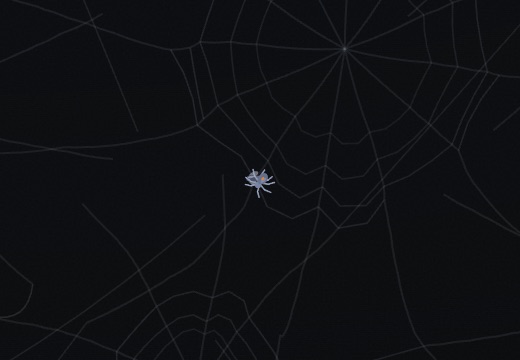 A spider hunched over a fly on an orb web, winding it in silk